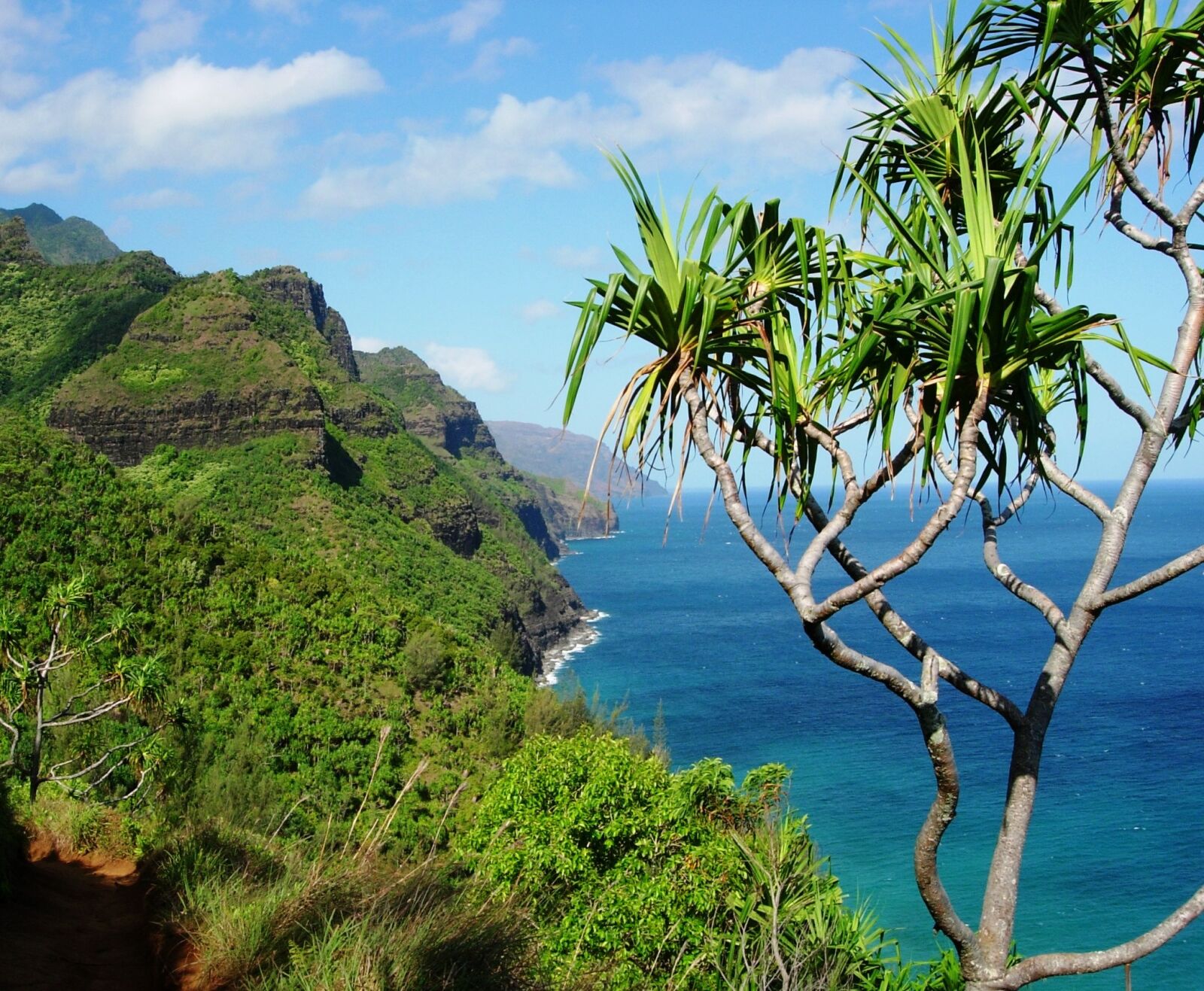 Nikon E4200 sample photo. Hawaii, tree, tropical photography