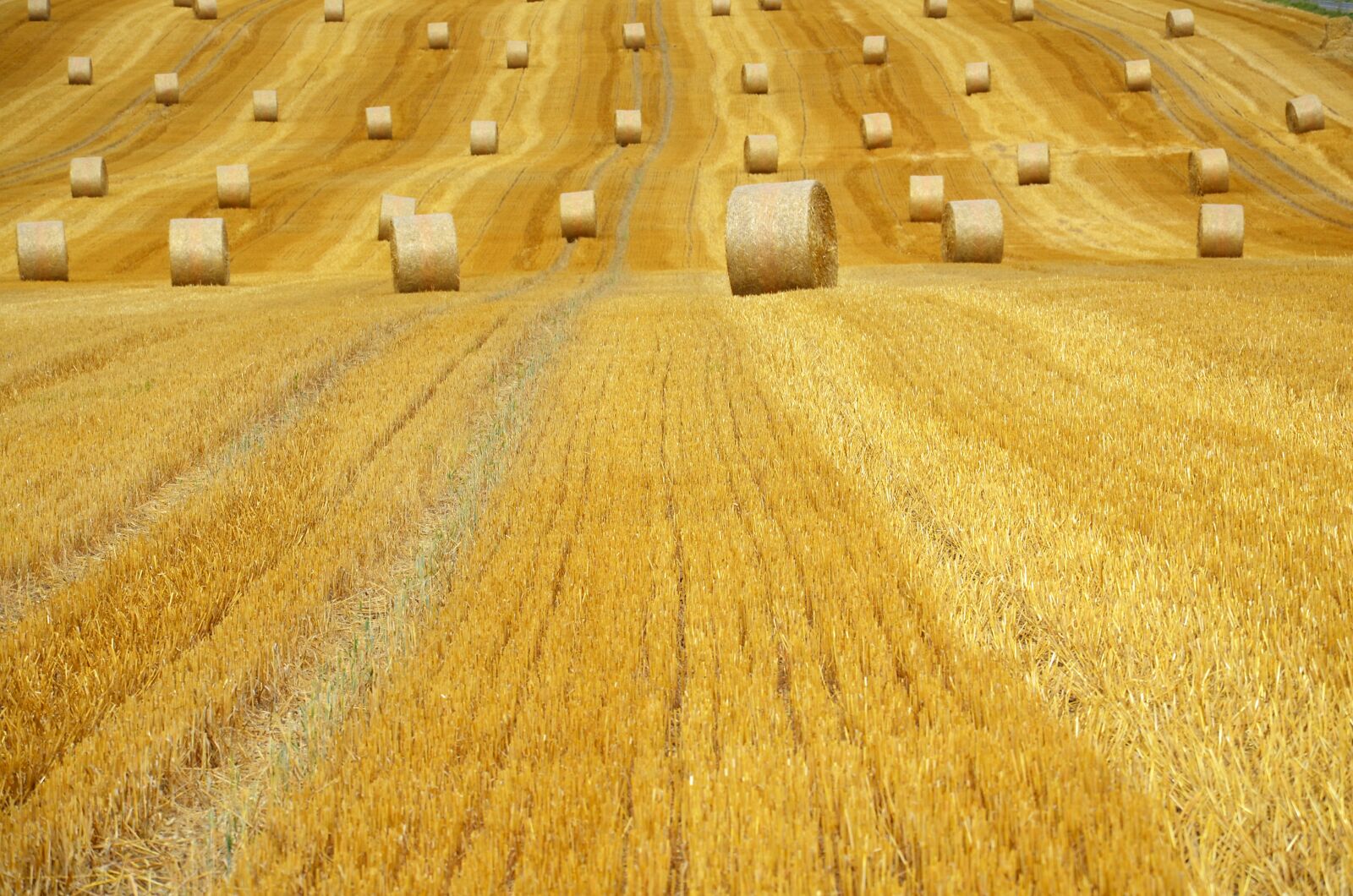 Nikon D5100 sample photo. Harvest, straw, field photography