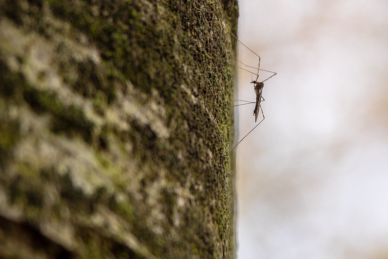 Olympus OM-D E-M1 sample photo. Mosquito, insects, nature photography