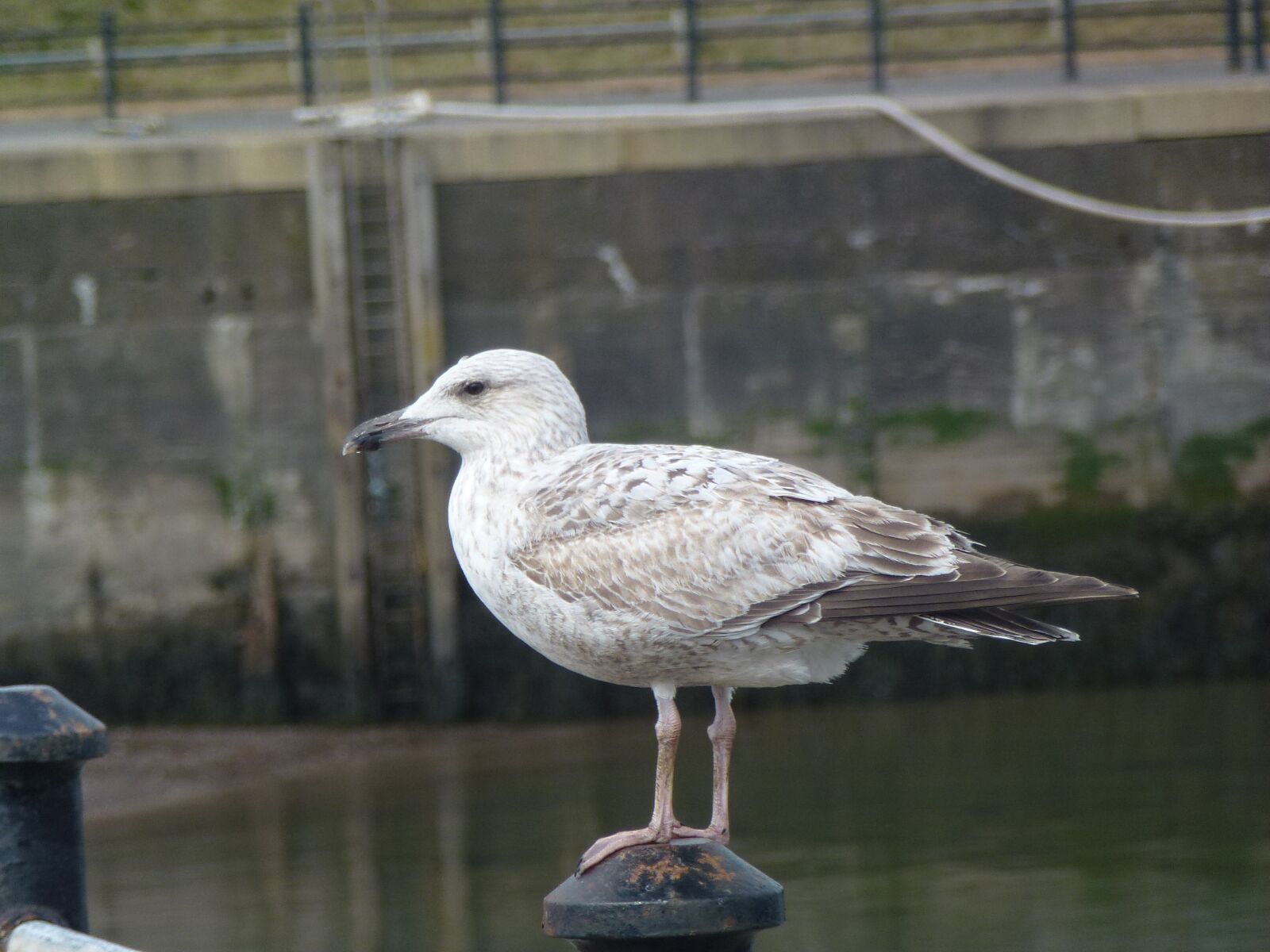 Panasonic Lumix DMC-ZS10 (Lumix DMC-TZ20 / Lumix DMC-TZ22) sample photo. Bird, nature, water photography