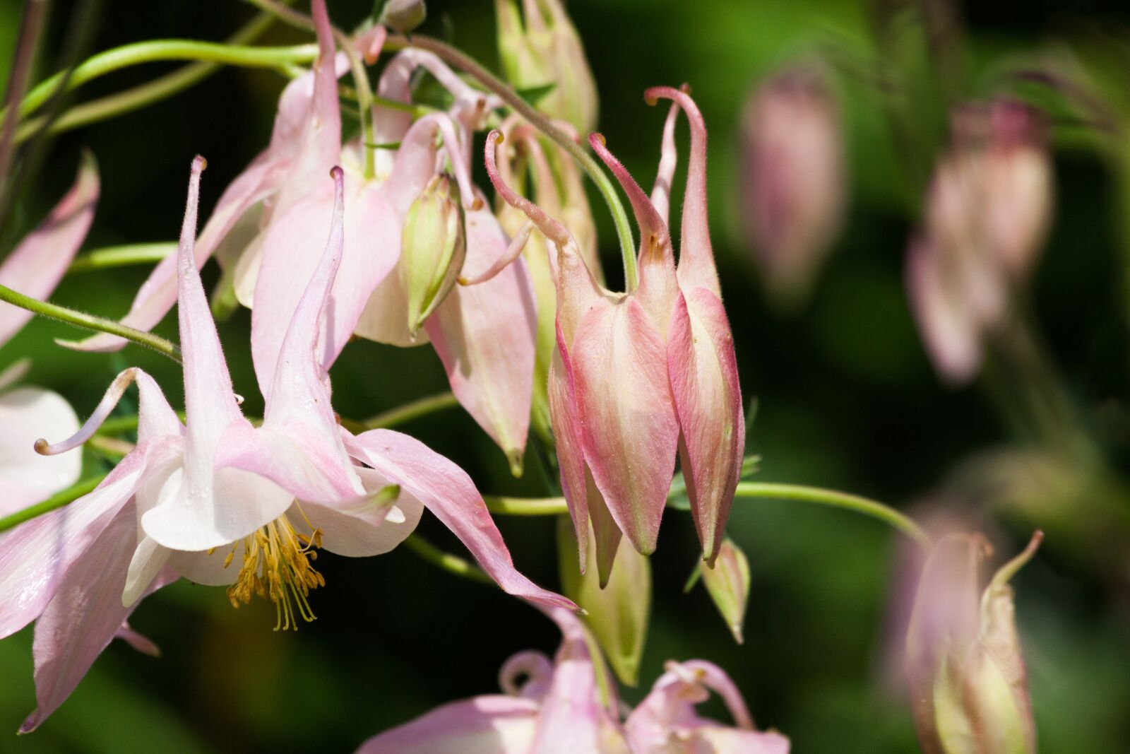 Canon EOS 50D sample photo. Columbine, flower, blossom photography