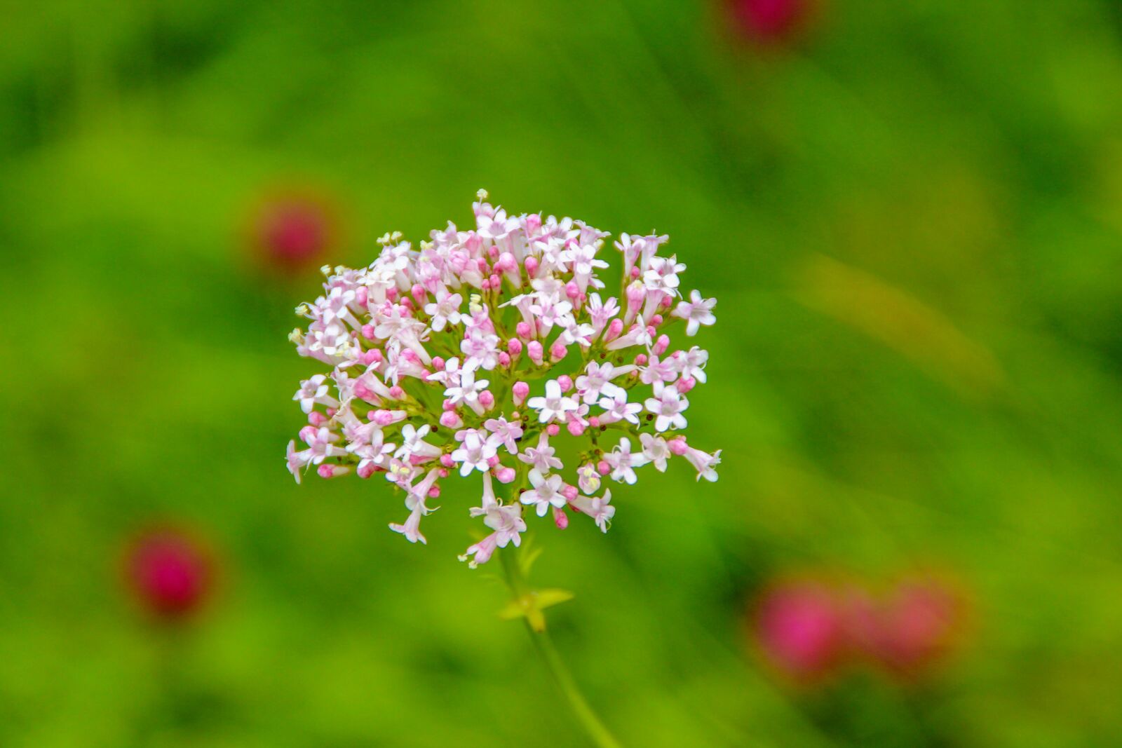Canon EOS 600D (Rebel EOS T3i / EOS Kiss X5) sample photo. Flower, pink, summer photography