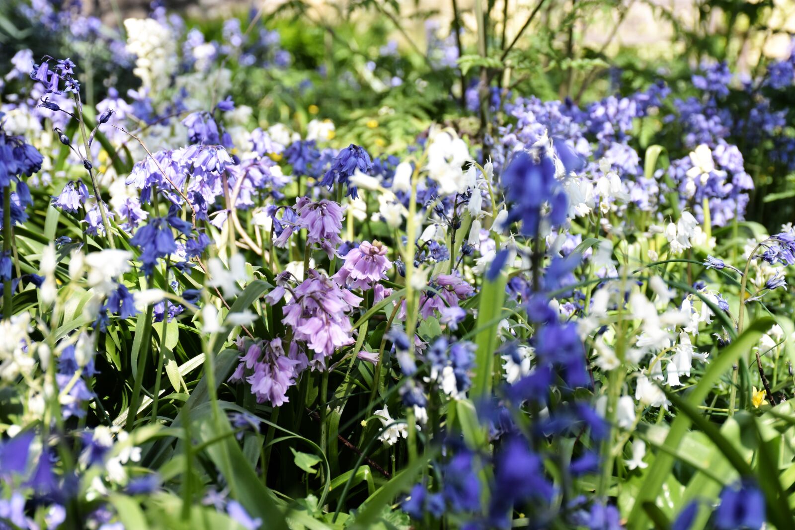 Nikon D7200 sample photo. Bluebells, flowers, spring photography