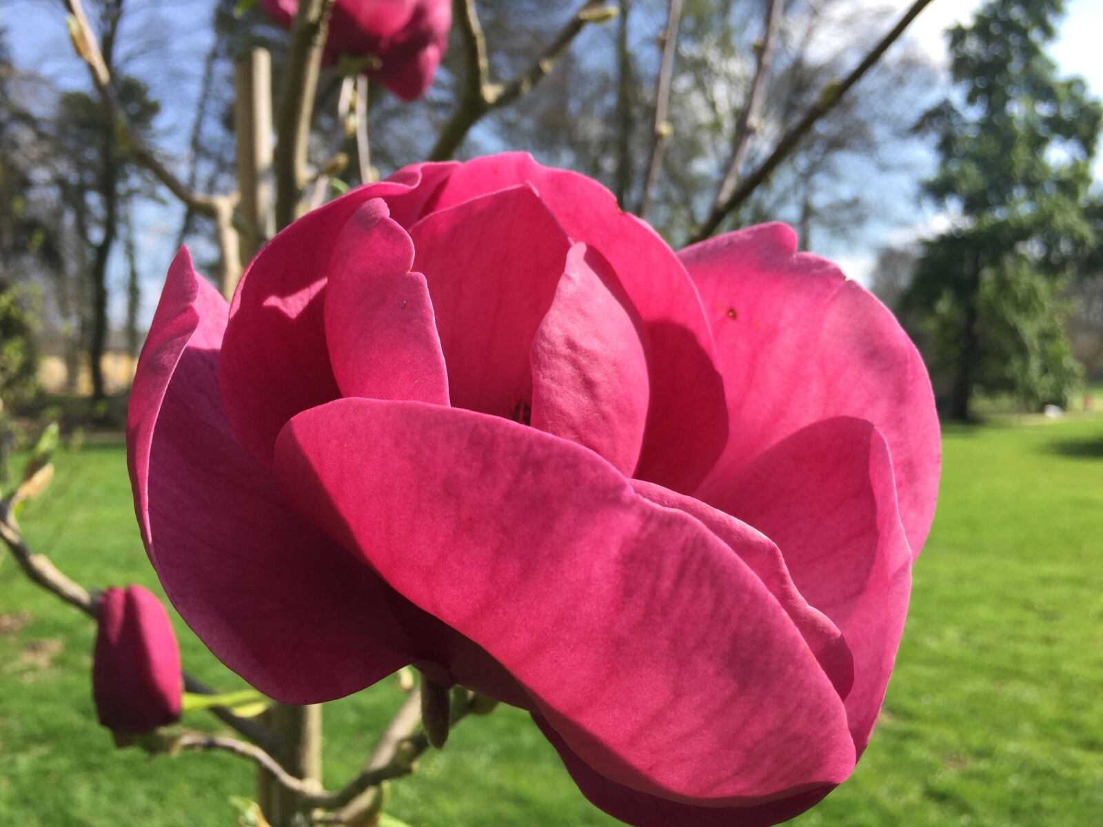 Apple iPhone 6 sample photo. Flower, rose, pink rose photography