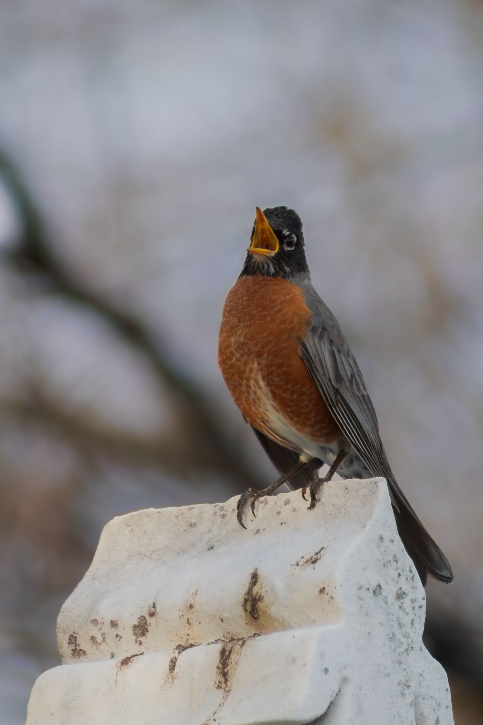 Canon EOS R100 sample photo