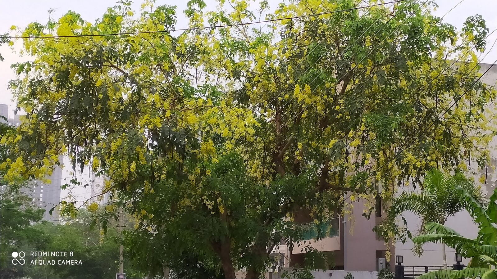 Xiaomi Redmi Note 8 sample photo. Tree, yellow flowers, flower photography