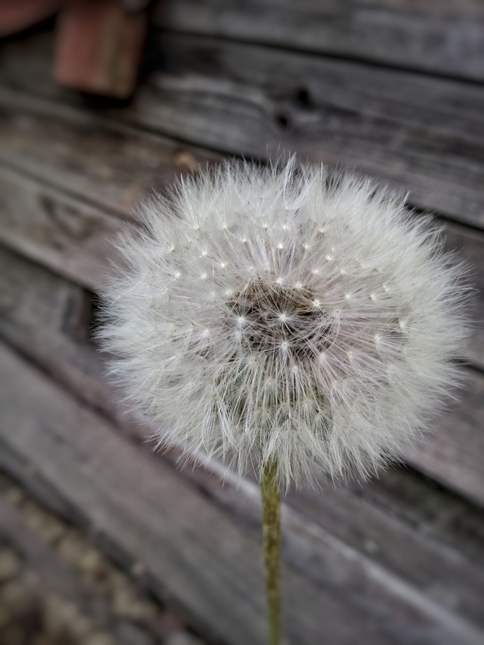 HUAWEI honor 6C Pro sample photo. Dandelion, pooh, flowers photography