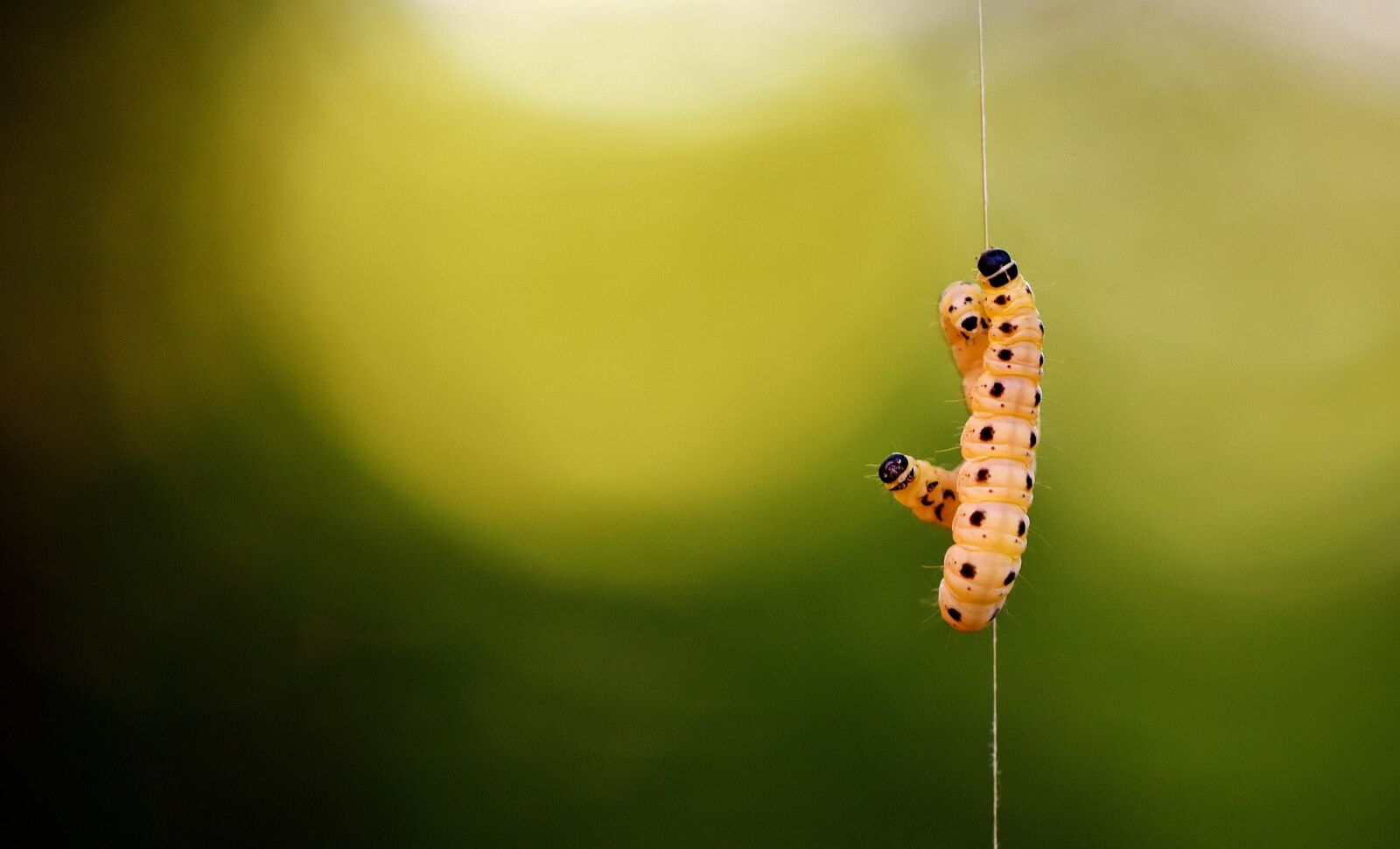 Nikon D7200 sample photo. Larva, wax moth, galleriinae photography