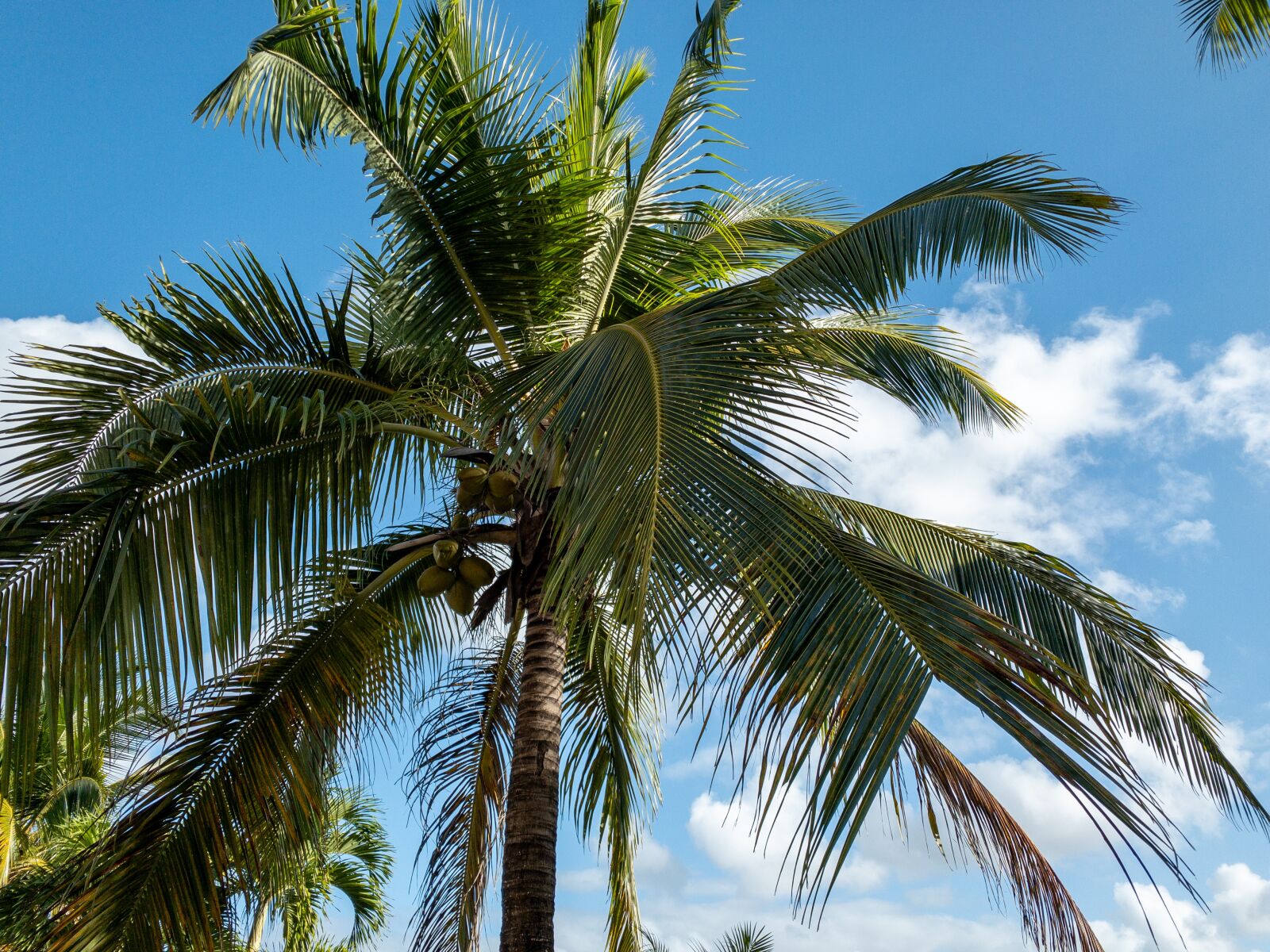 iPhone XS back camera 4.25mm f/1.8 sample photo. Palm tree, palm, sky photography