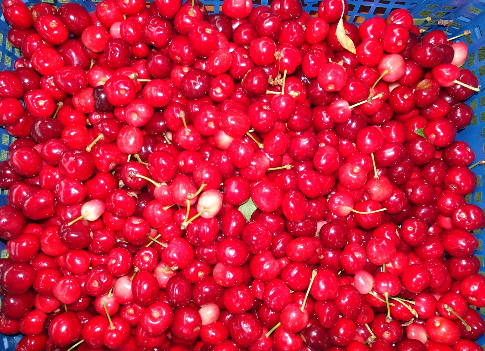 Sony Cyber-shot DSC-HX90V sample photo. Cherry, spring, fruit photography