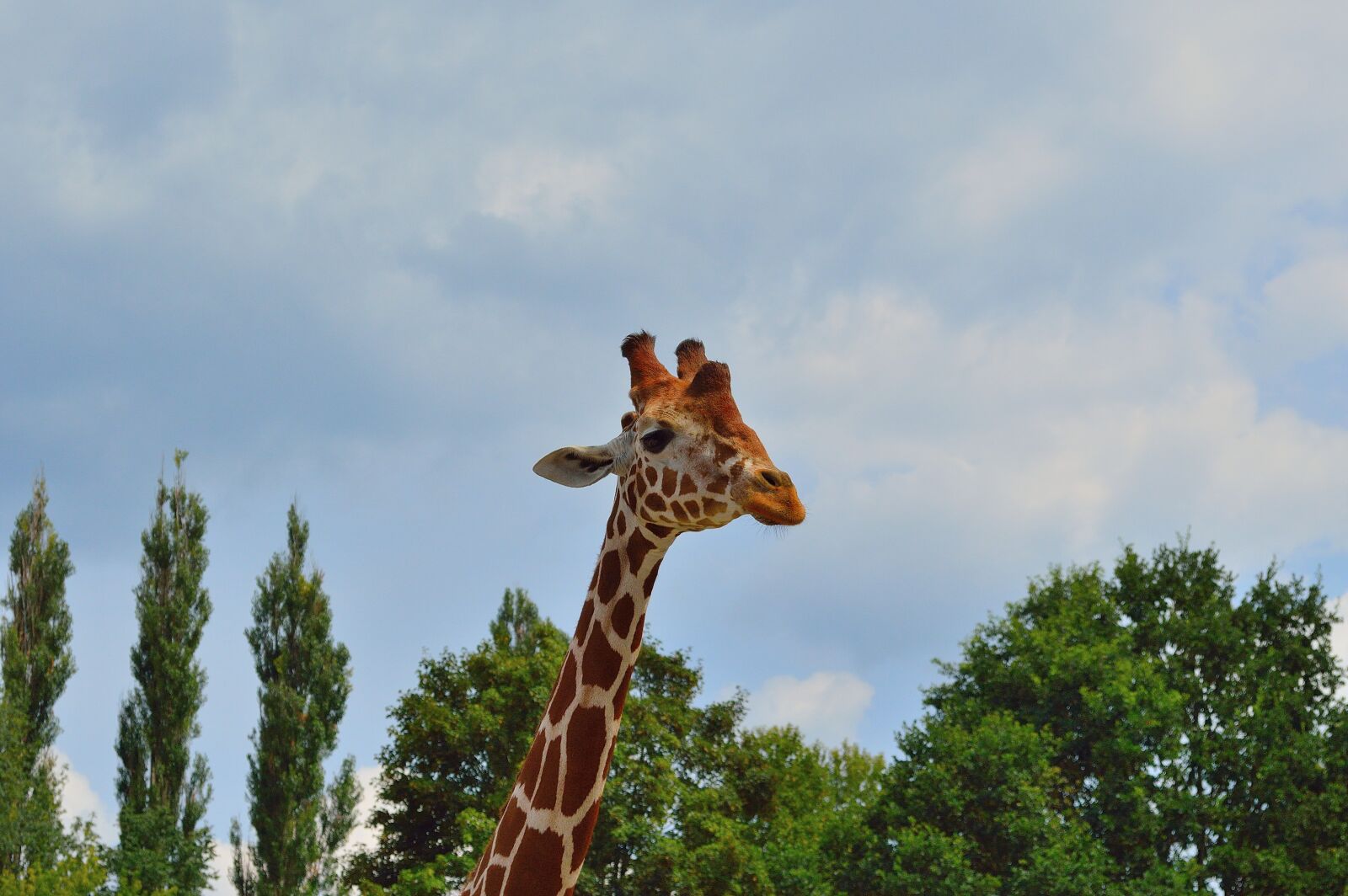 Nikon D3200 sample photo. Giraffe, zoo, animals photography