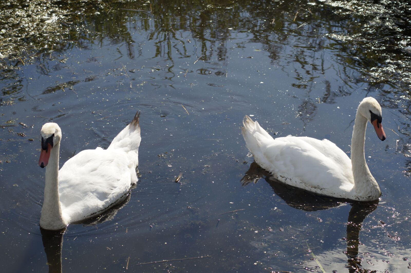 Sony SLT-A58 sample photo. Swans, bird, water photography