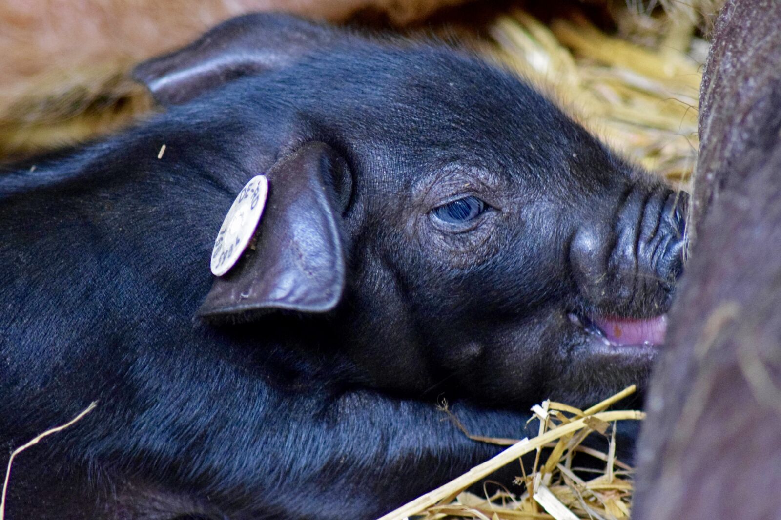 Nikon D3300 sample photo. Piglet, nursing, close up photography