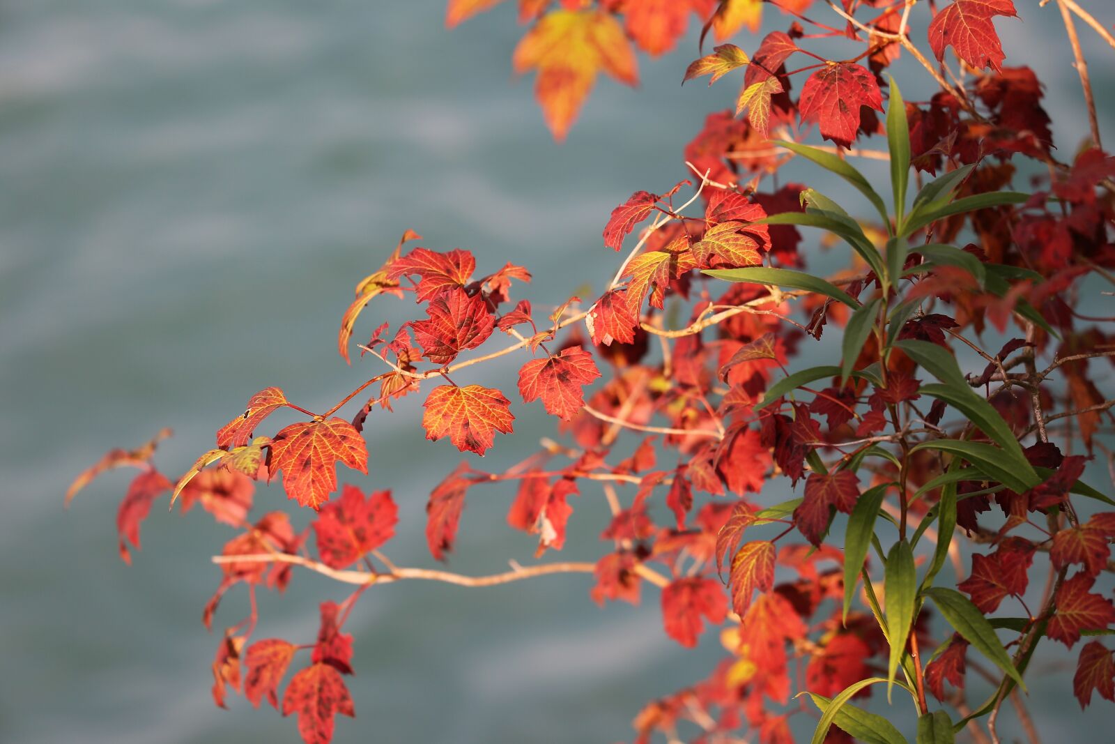 Canon EF 70-300 F4-5.6 IS II USM sample photo. Red leaves, lake, summer photography