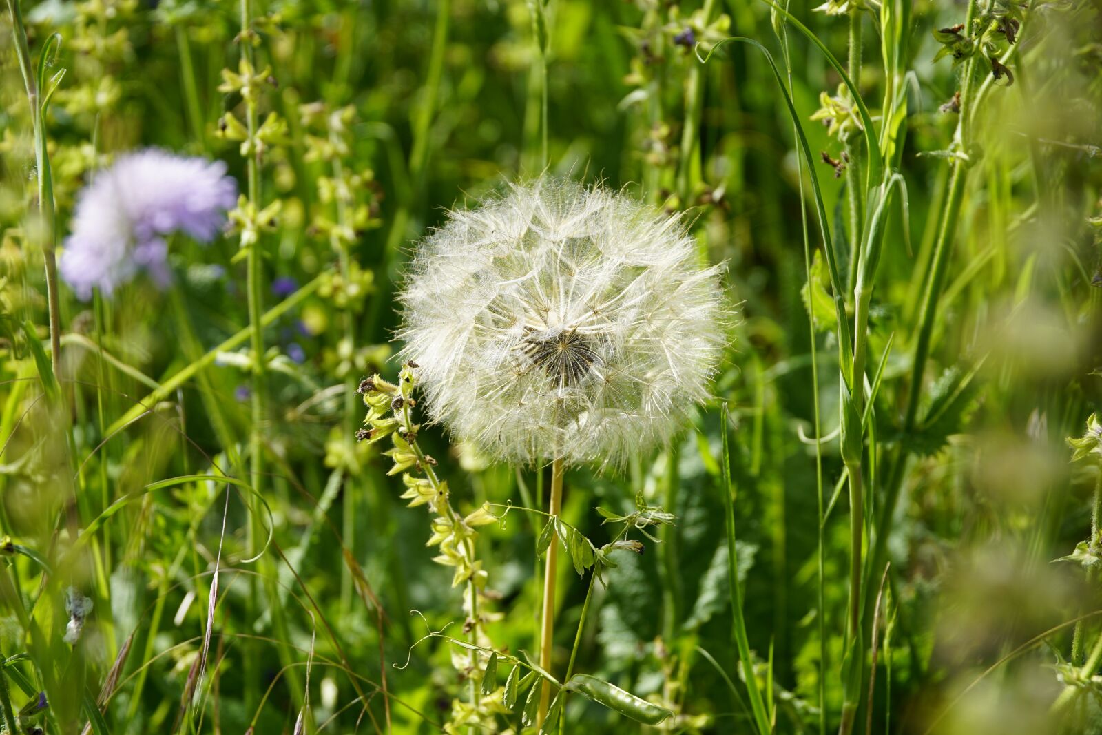 Sony E PZ 18-105mm F4 G OSS sample photo. Meadow, summer, seeds photography