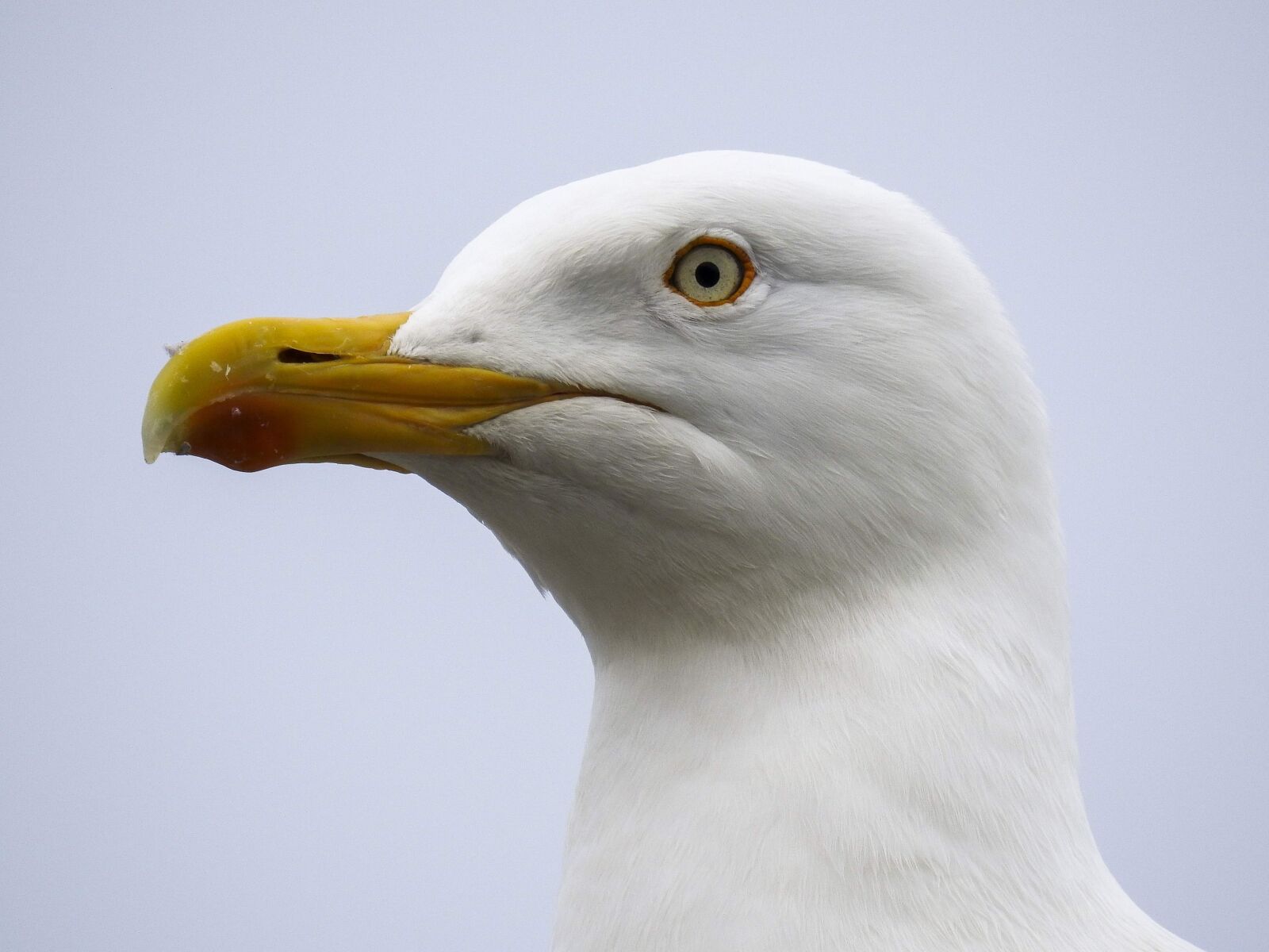 Nikon Coolpix P900 sample photo. Herring gull, seagull, nature photography