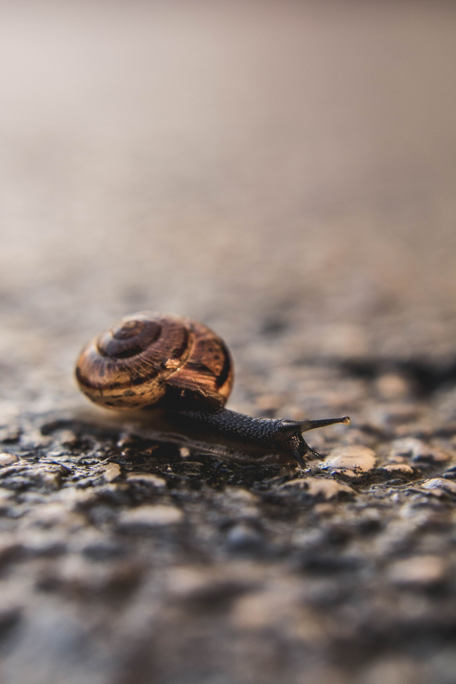 Nikon D5200 sample photo. Snail, mucus, mollusk photography