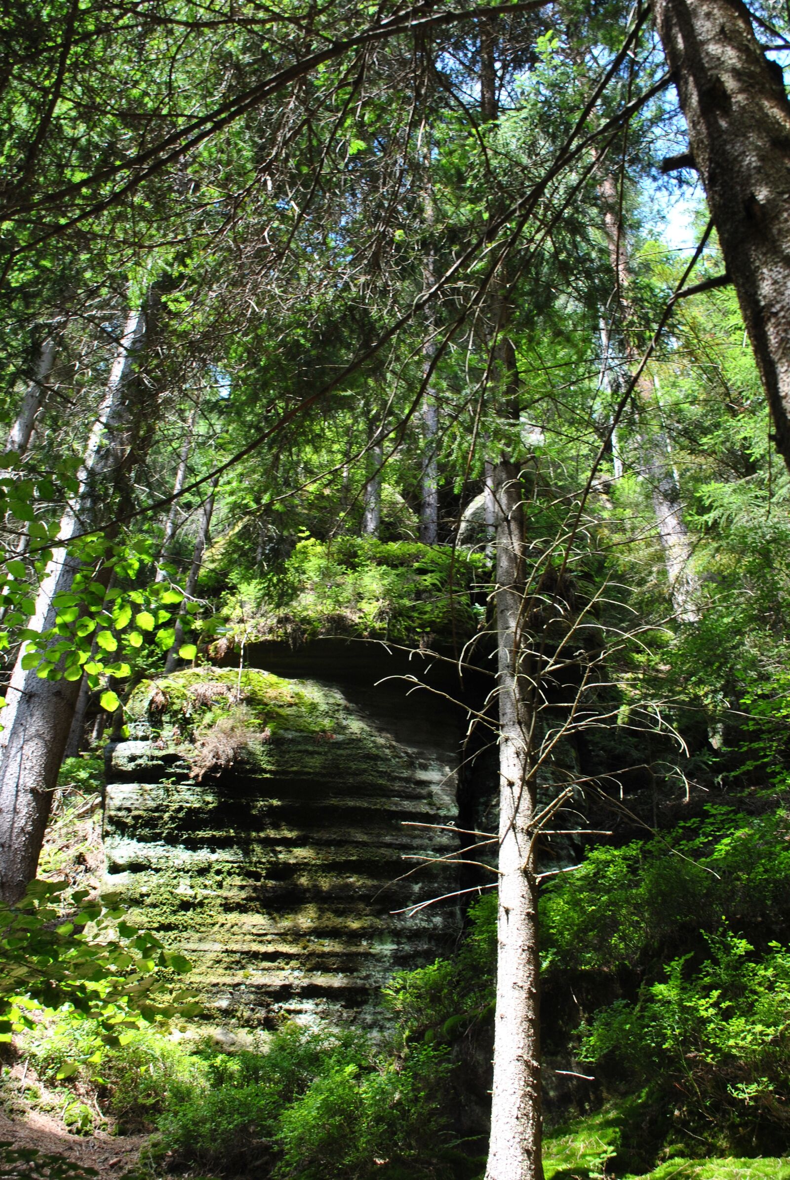 Nikon D3000 sample photo. Forest, rocks, mountains photography