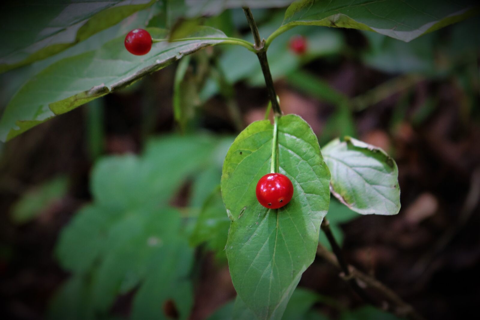 Canon EOS 750D (EOS Rebel T6i / EOS Kiss X8i) sample photo. Berry, fruit, fresh photography