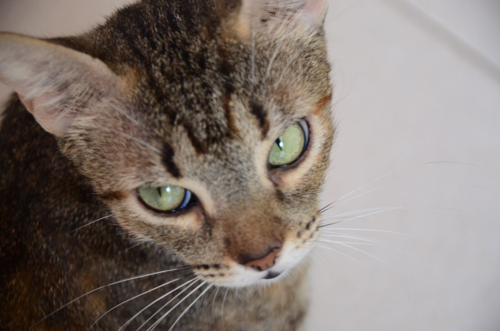 Nikon D5100 sample photo. Cat, eyes, animal photography