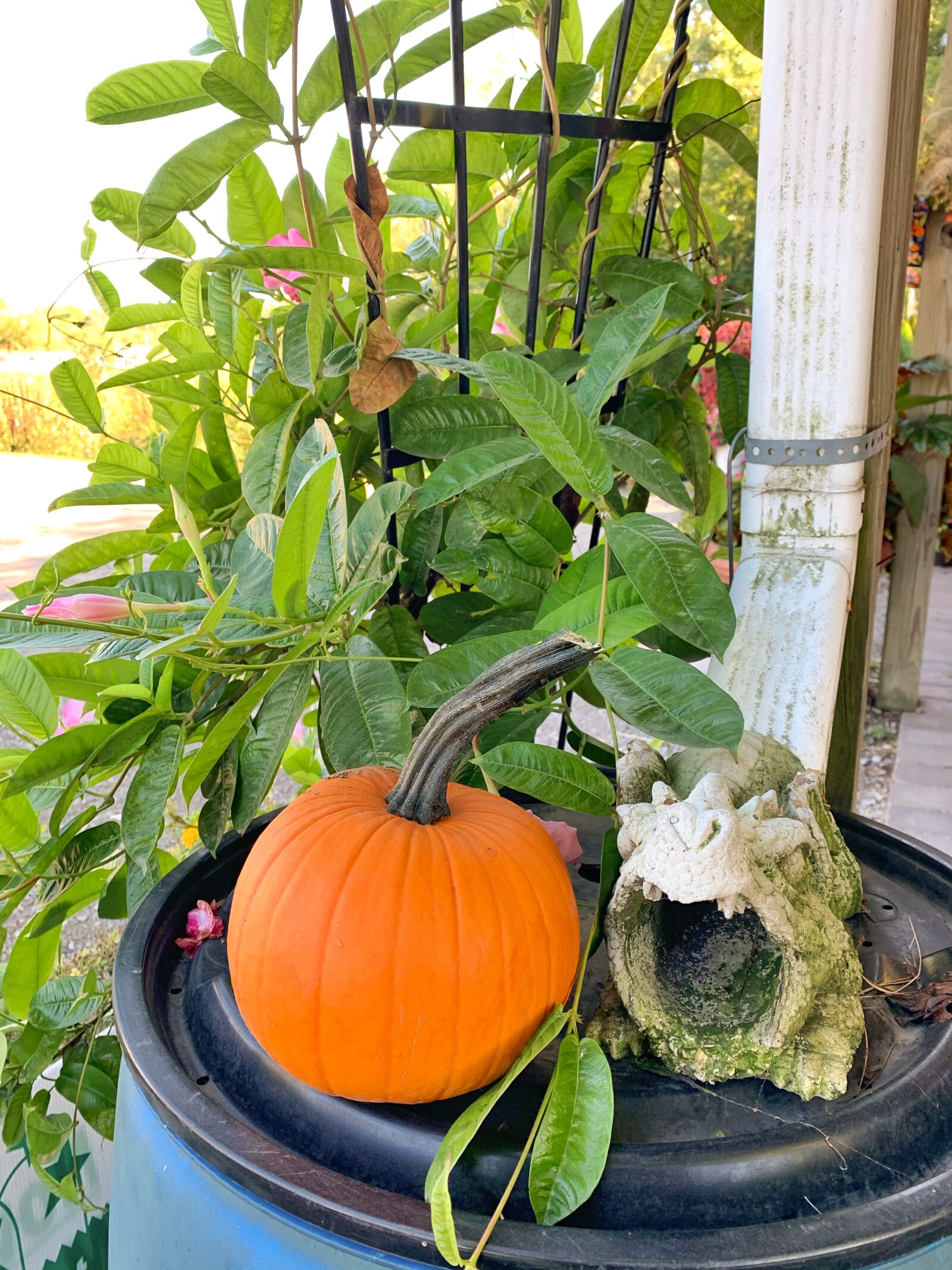 iPhone XR back camera 4.25mm f/1.8 sample photo. Pumpkin, autumn, decor photography