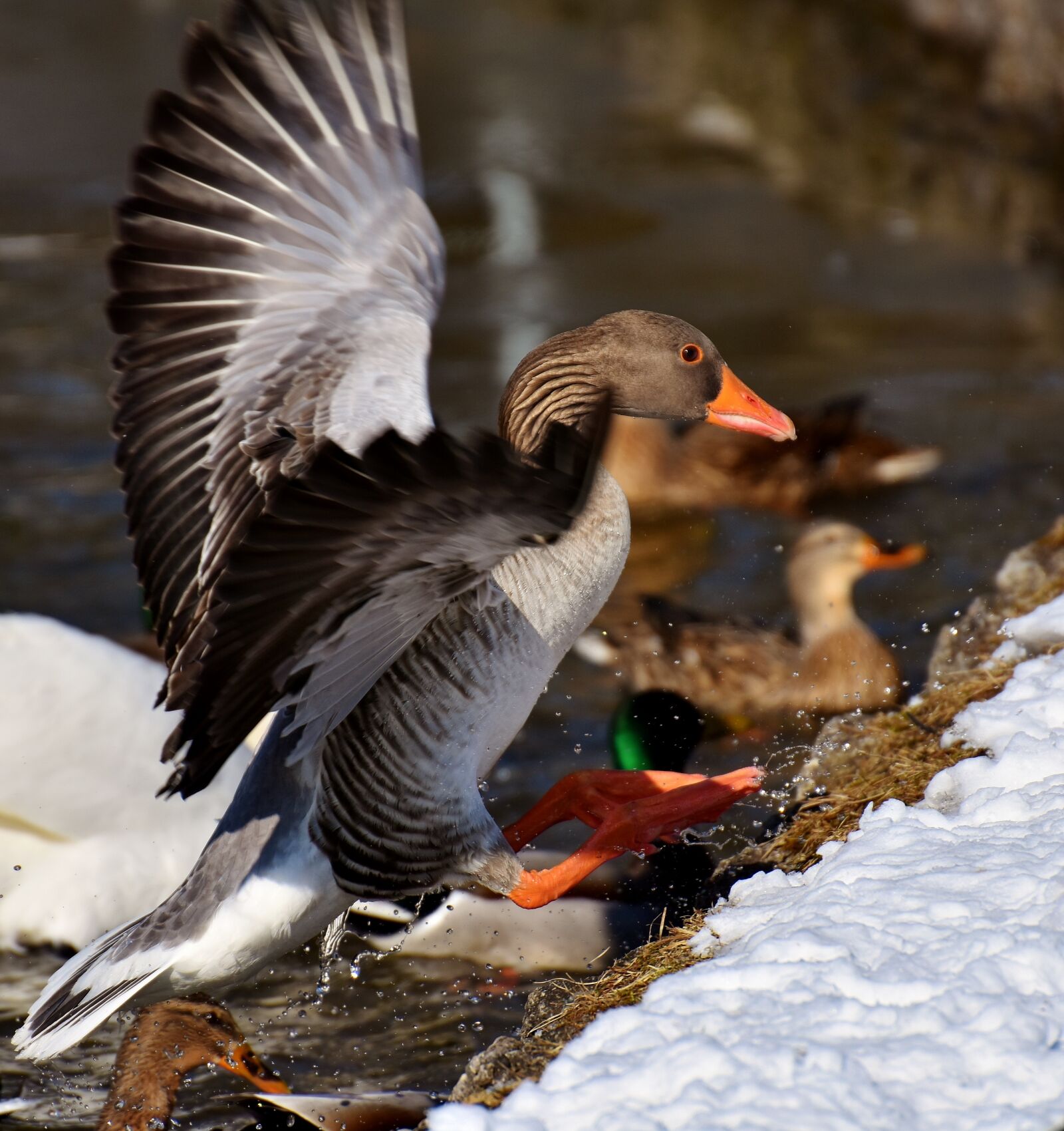 Nikon D7200 sample photo. Goose, flying, flight photography