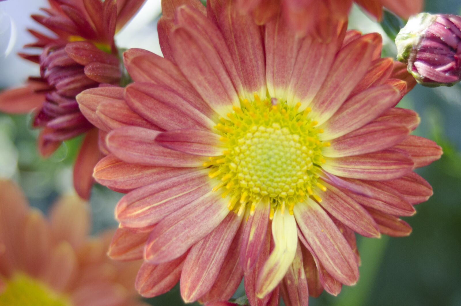Nikon D5100 sample photo. Affix, flowers, macro photography