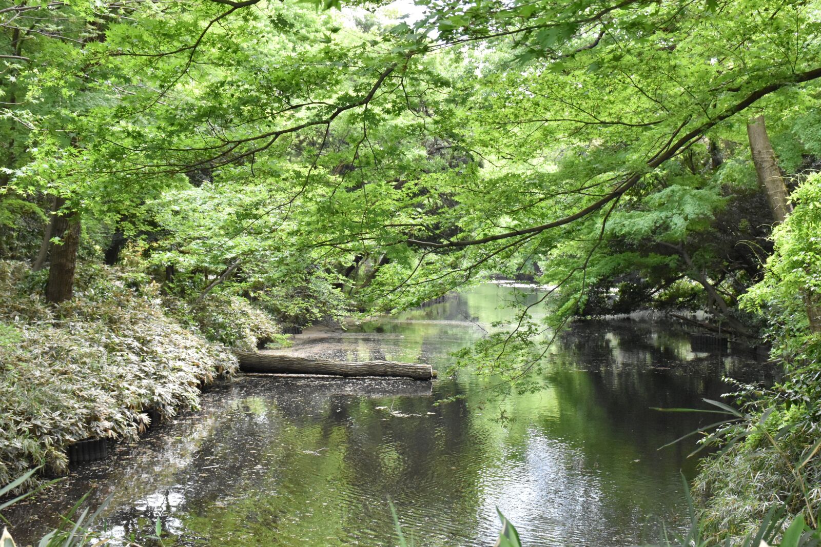 Nikon D5600 sample photo. Meiji jingu shrine, jingu photography