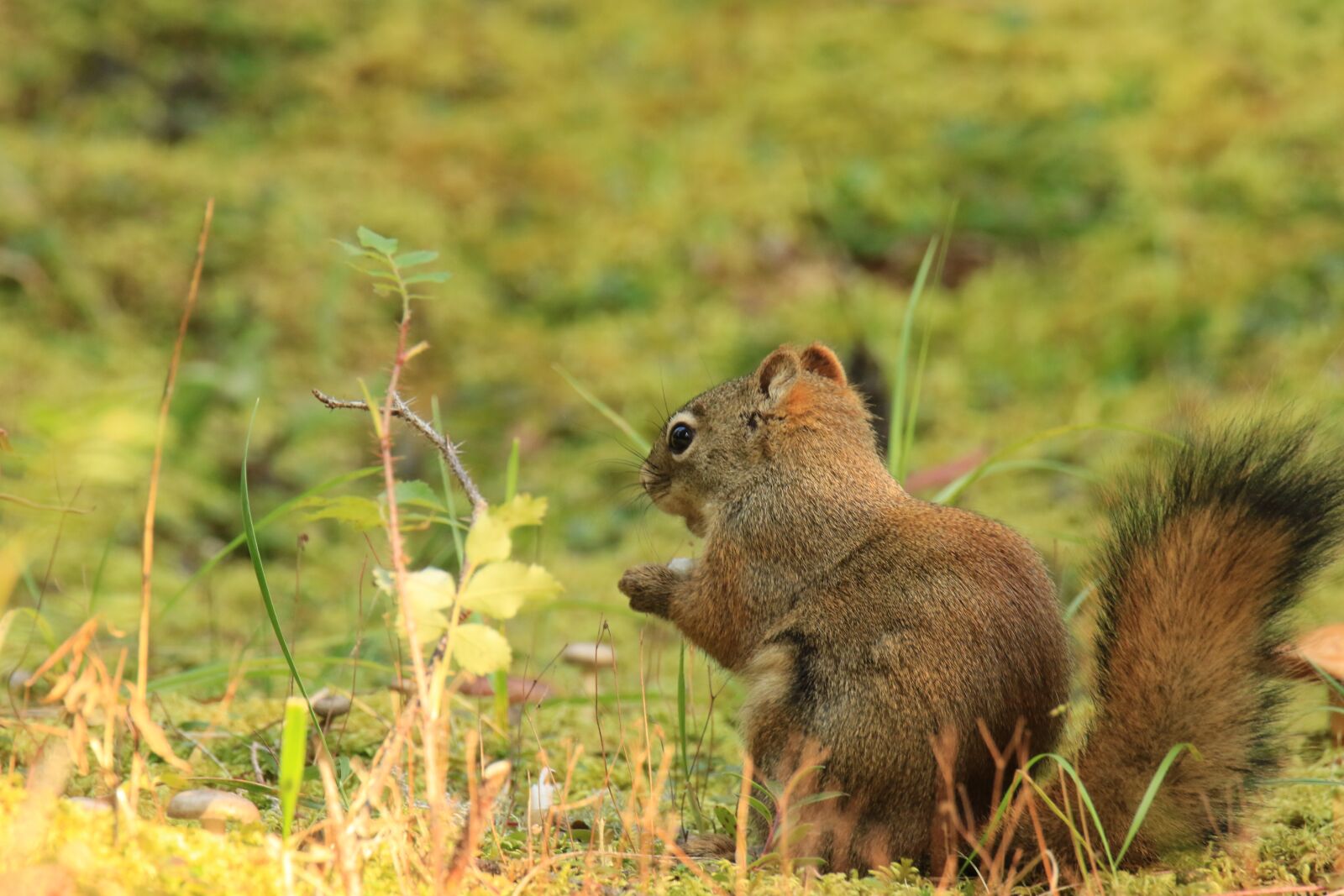 Canon EOS 7D Mark II sample photo. Squirrel, eating, mushroom photography