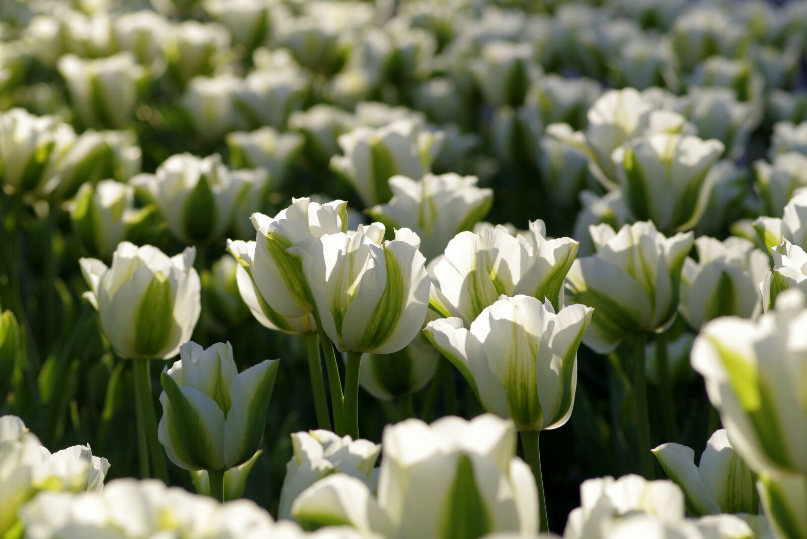 Pentax K-S2 sample photo. Tulips, green, flowerbed photography