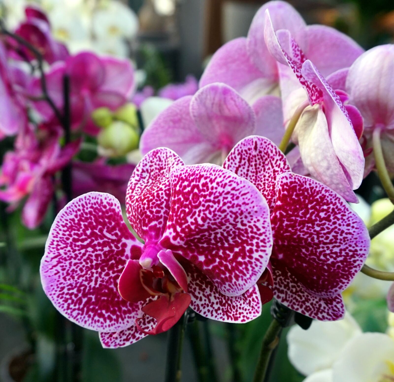 Sony E 16-50mm F3.5-5.6 PZ OSS sample photo. Orchid, purple, blossom photography