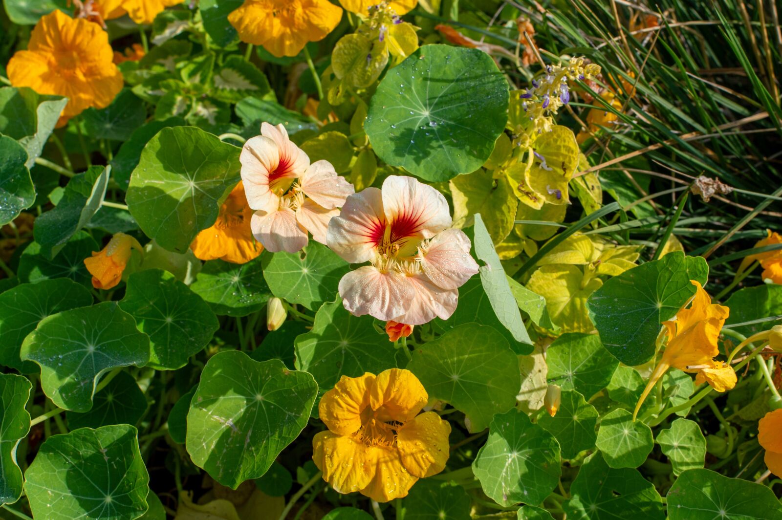 Nikon D3200 sample photo. Nasturtium, flower, garden photography
