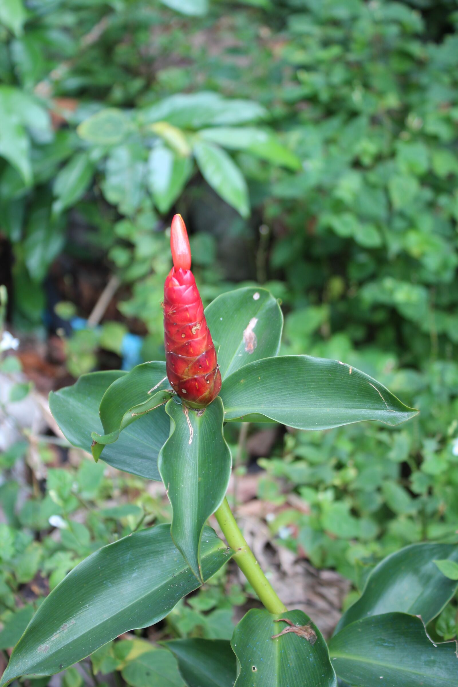 Canon EOS 600D (Rebel EOS T3i / EOS Kiss X5) sample photo. Flower, blossom, bloom photography