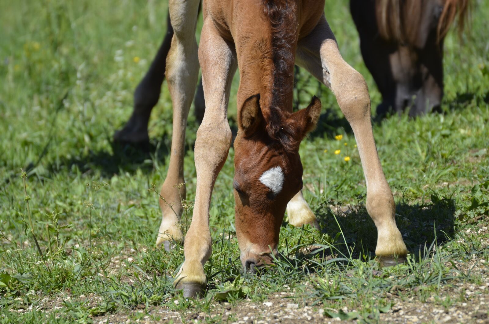 Nikon D5100 sample photo. Foal, blaze, whole blood photography