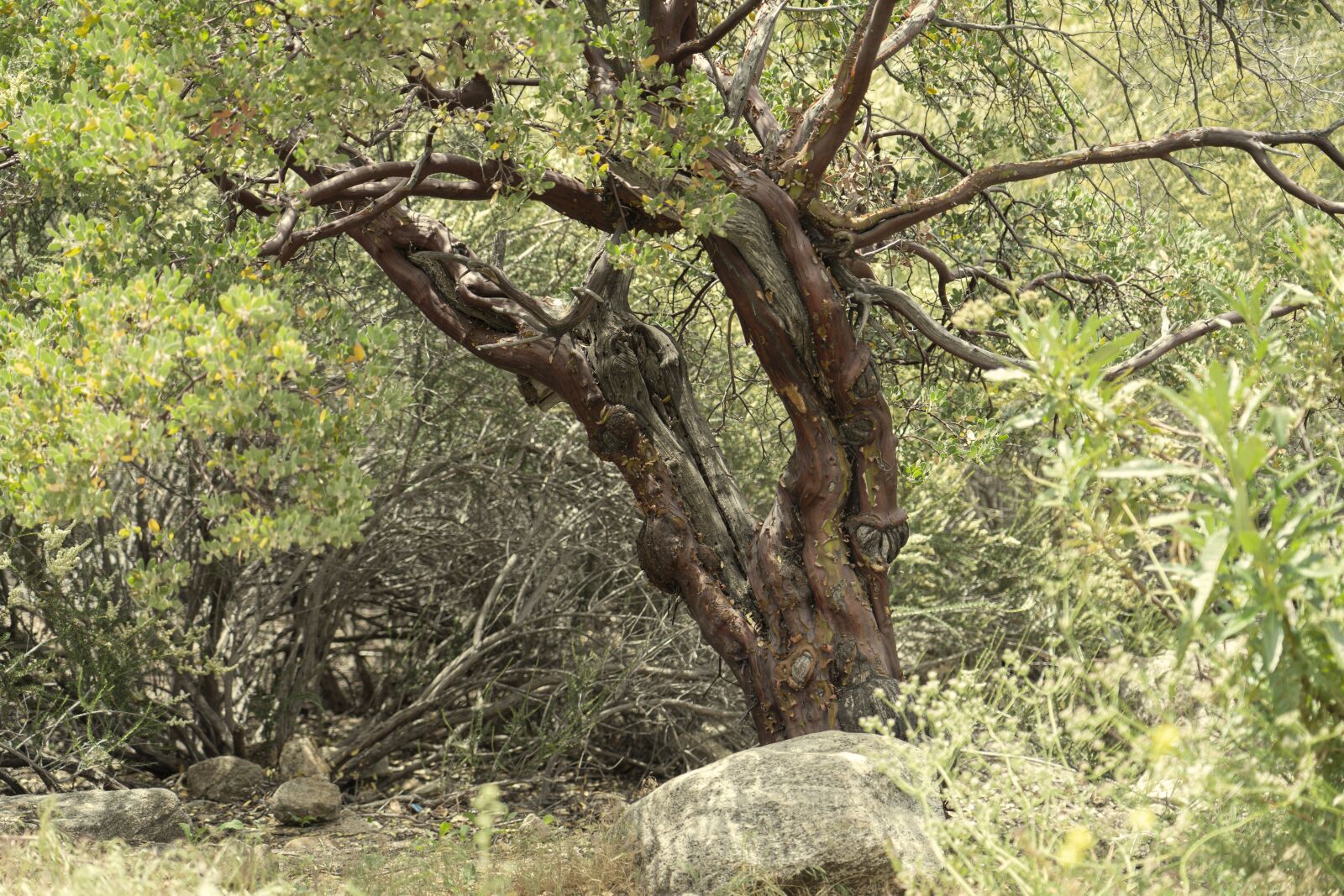 Sony a9 sample photo. Tree, foliage, scenery photography