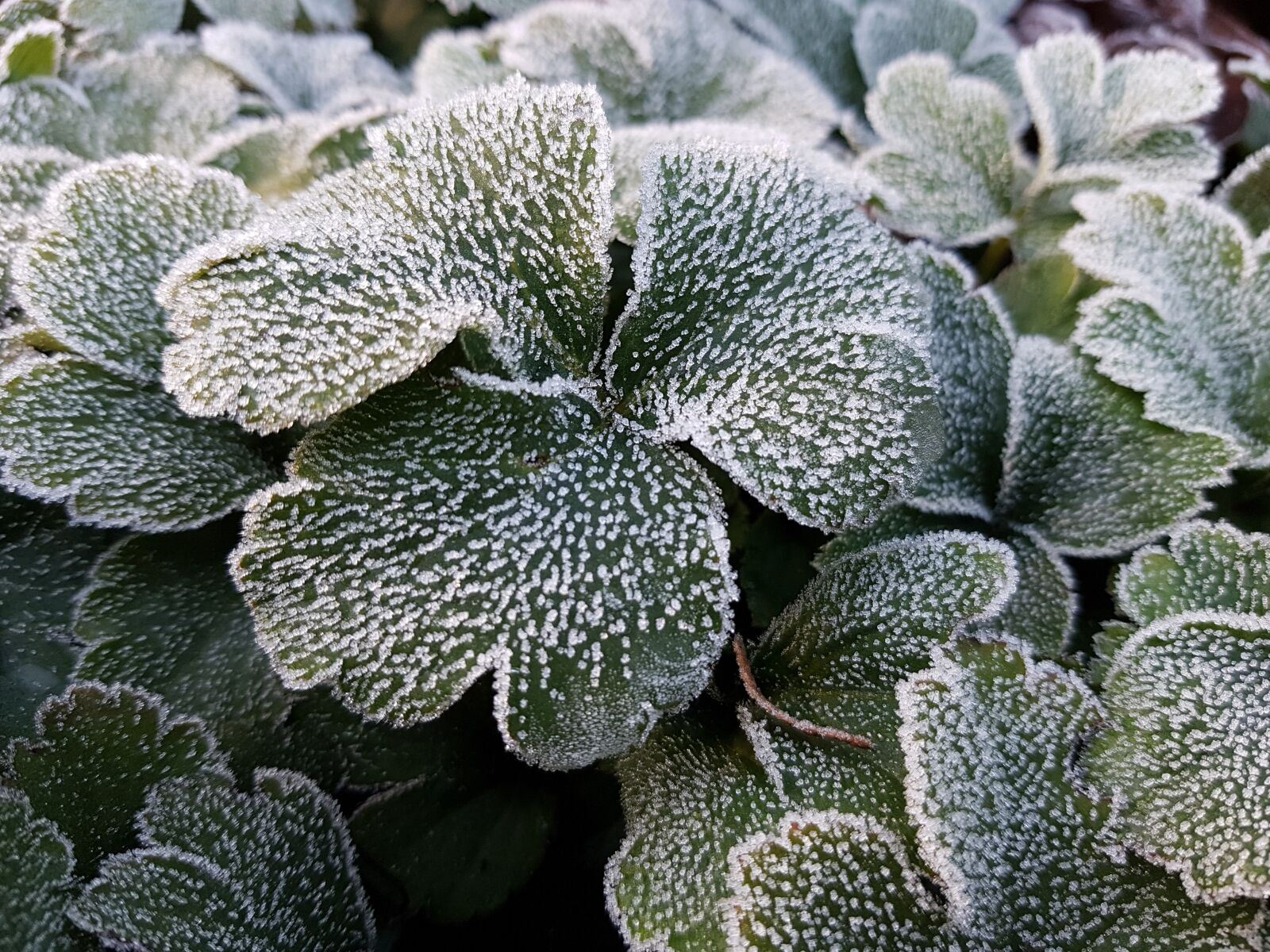 Samsung Galaxy S7 sample photo. Frost, plant, garden photography