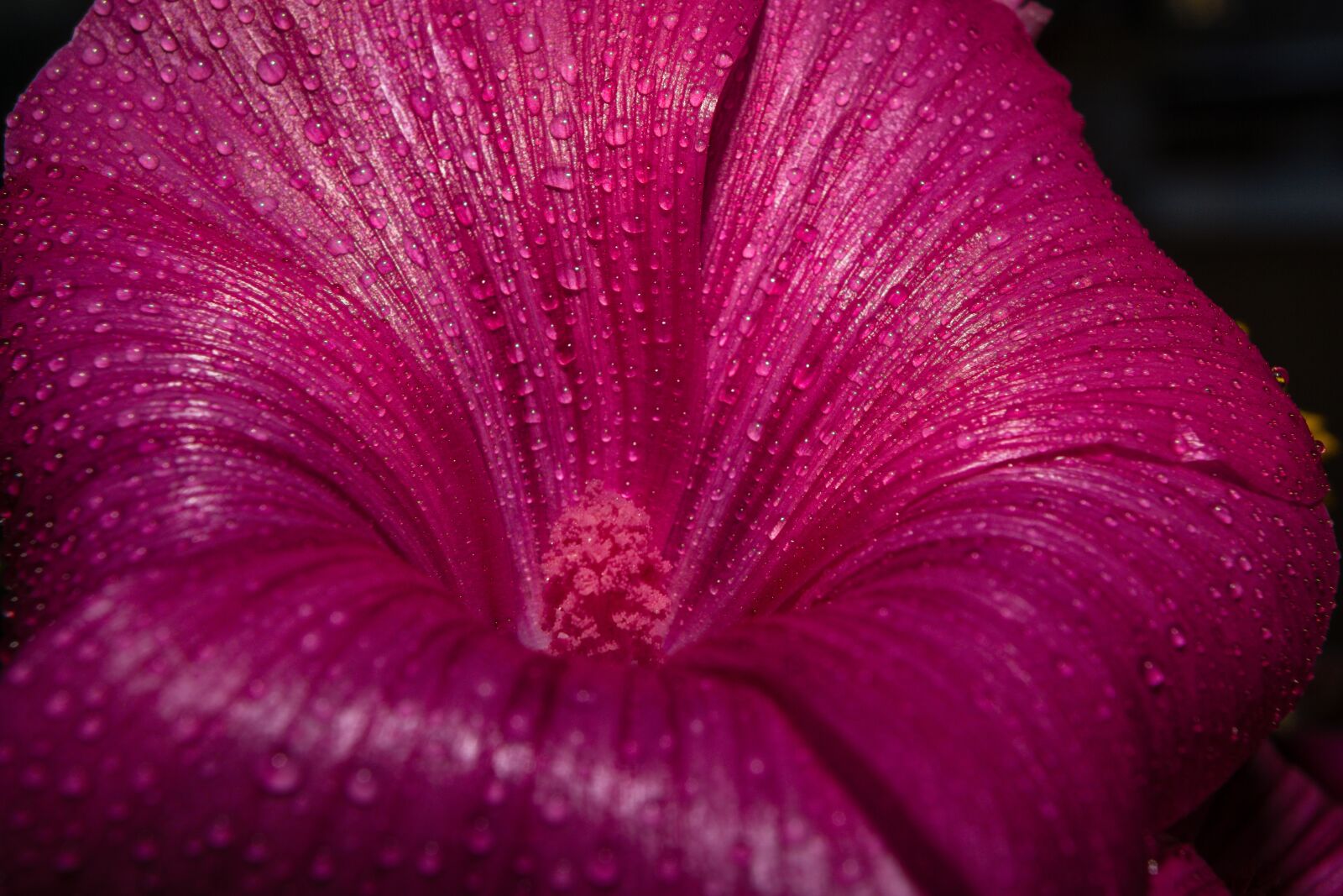 Sony a6000 + Sony E 35mm F1.8 OSS sample photo. Flower, blossom, bloom photography