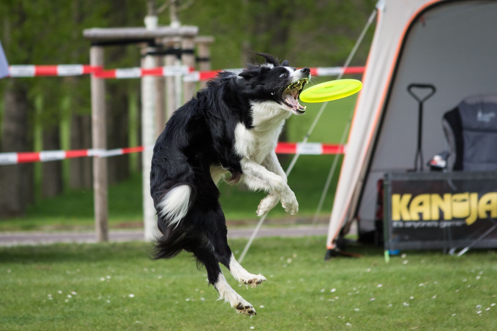 Nikon D7200 sample photo. Dog, frisbee, motion recording photography