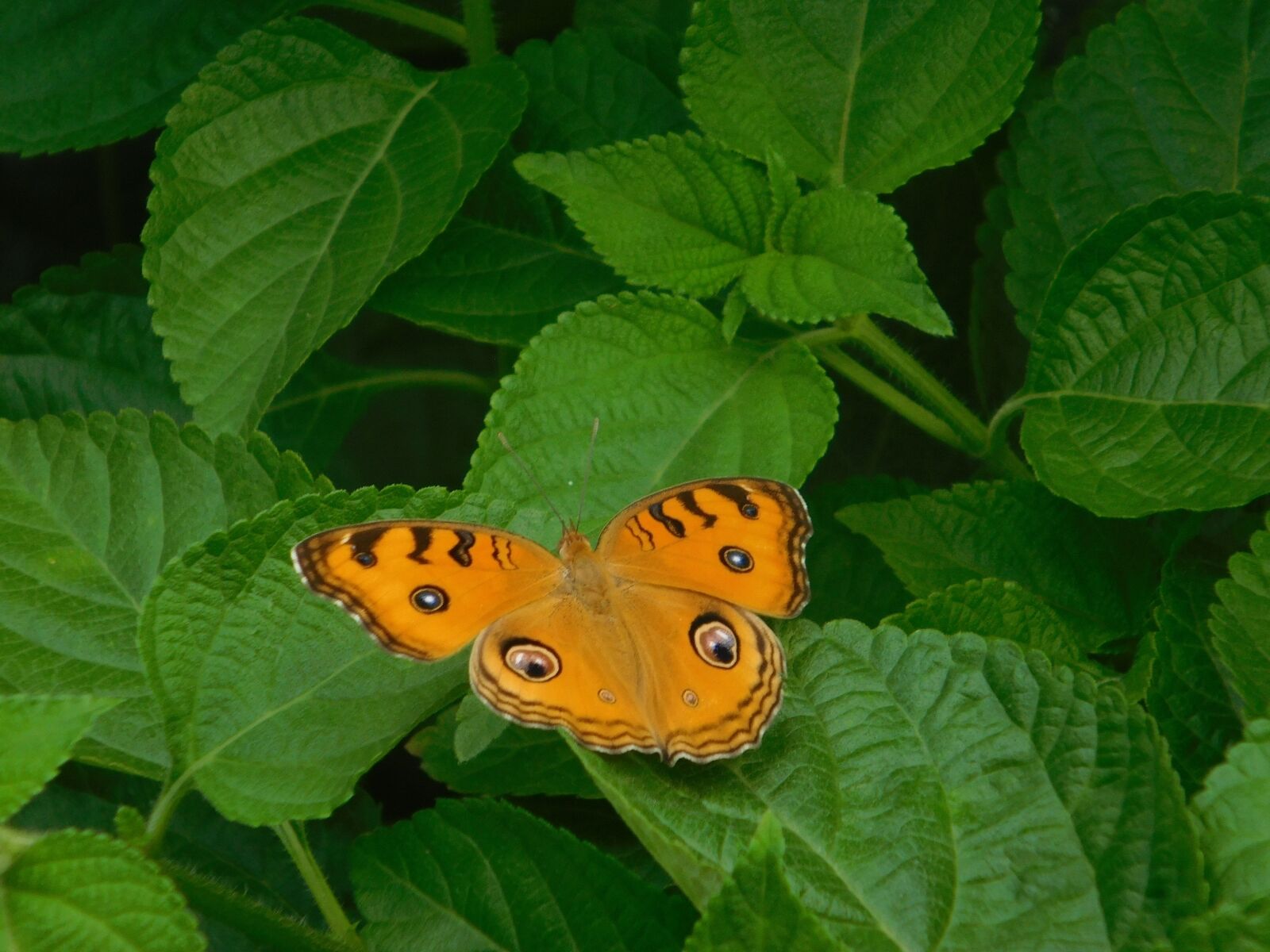 Nikon Coolpix L840 sample photo. Butterfly, orange, green photography