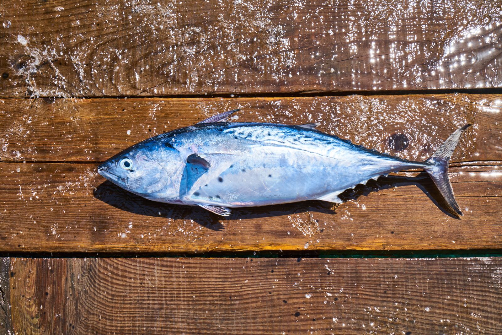 Sony a7R II sample photo. Fish, fresh, food photography