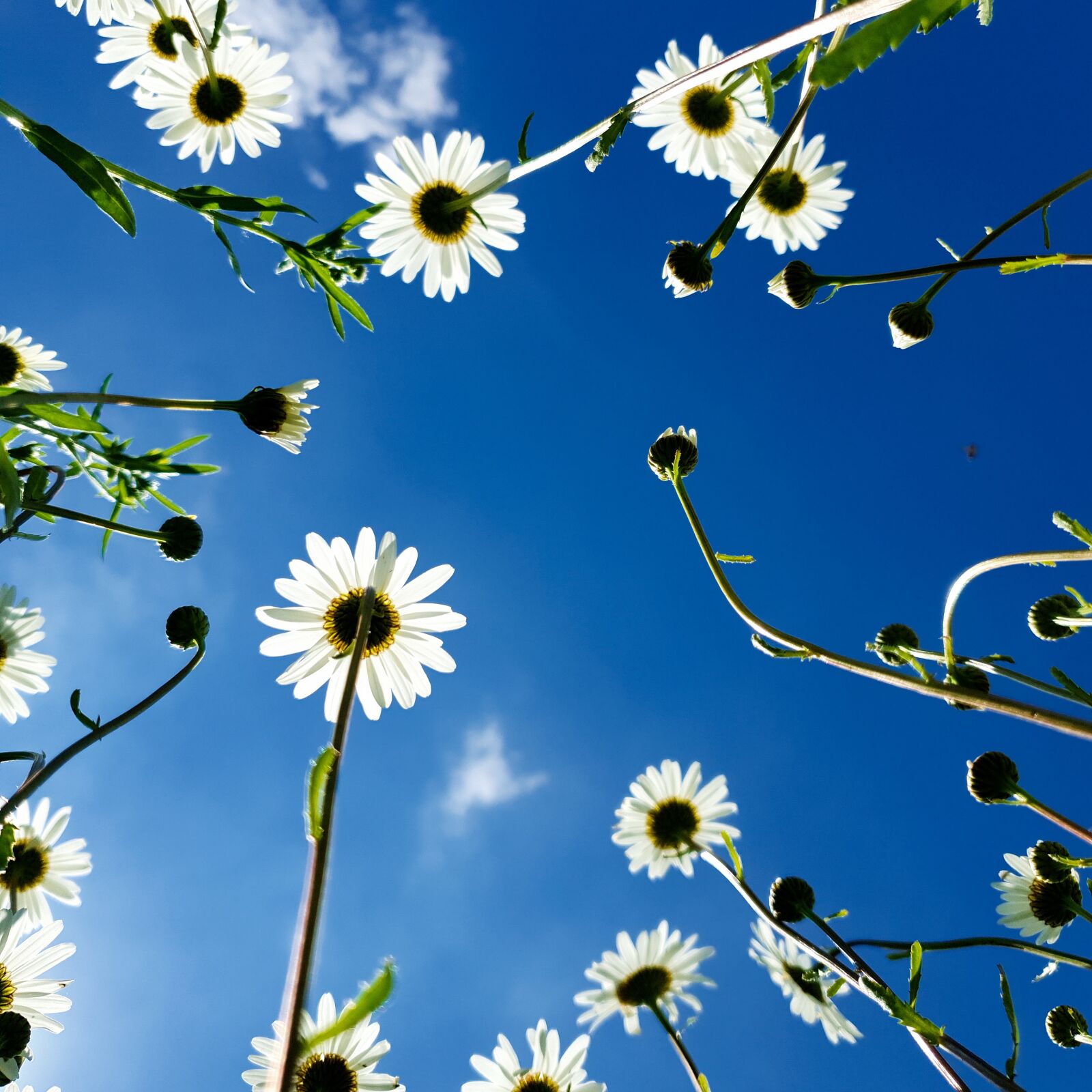 Samsung Galaxy S10 sample photo. Sky, chamomile, summer photography