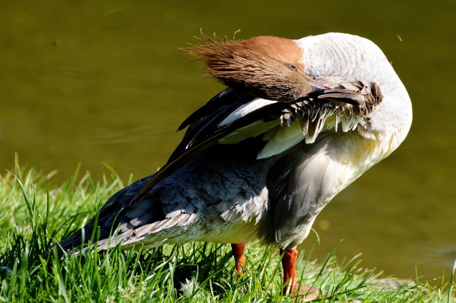 Nikon D3200 sample photo. Merganser, ducks, waterfowl photography