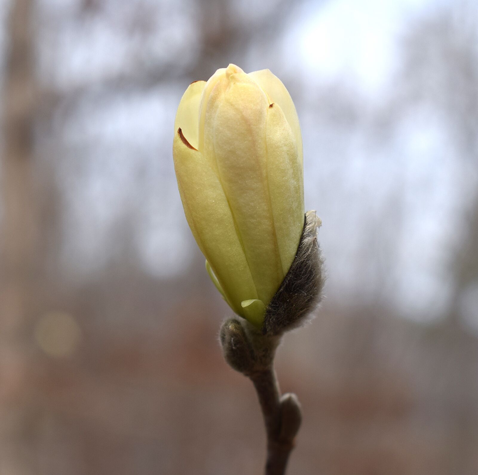 Nikon D3300 sample photo. Star magnolia blossom bud photography