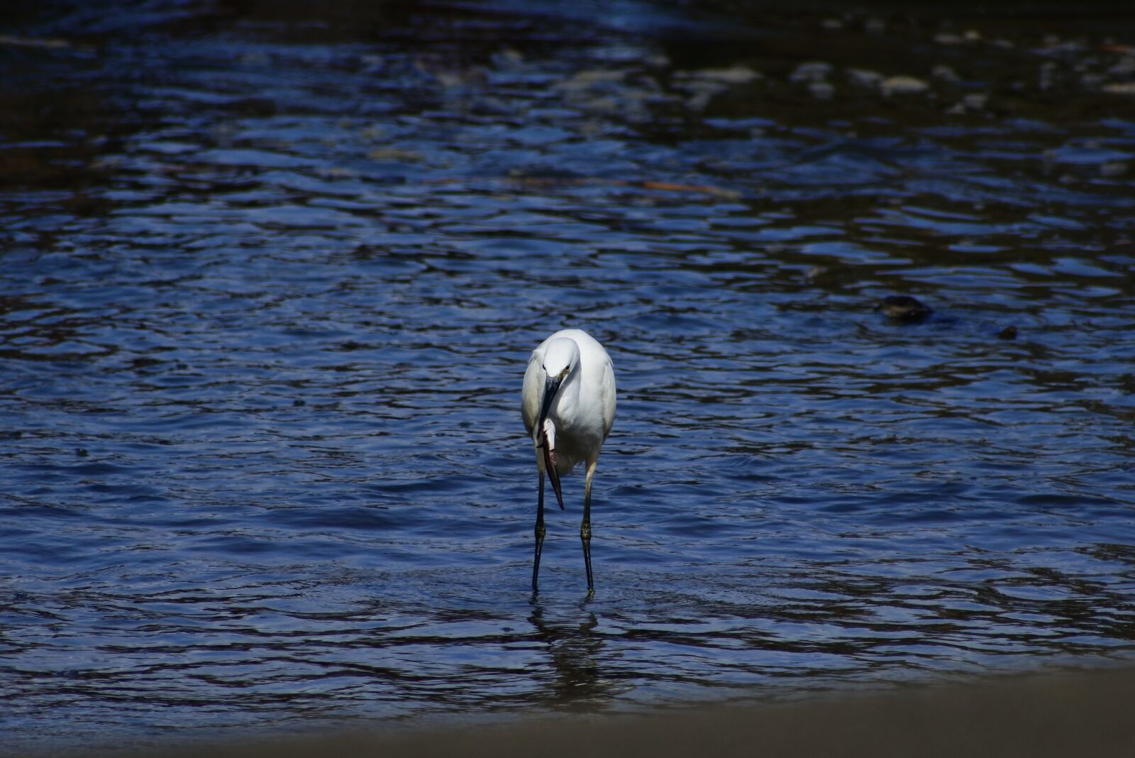 VR 70-300mm f/4.5-6.3G sample photo. Animal, sea, river photography
