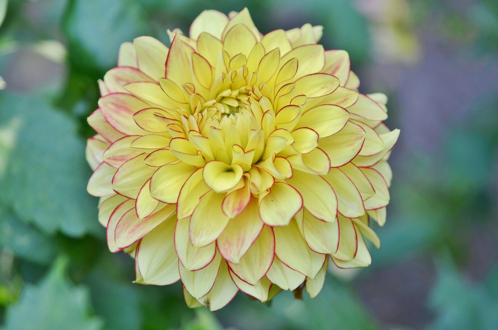 Nikon D7000 sample photo. Flower, natur, spring photography