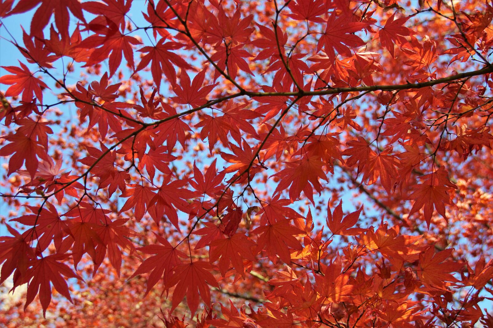 Sony SLT-A58 sample photo. Tree, foliage, autumn photography