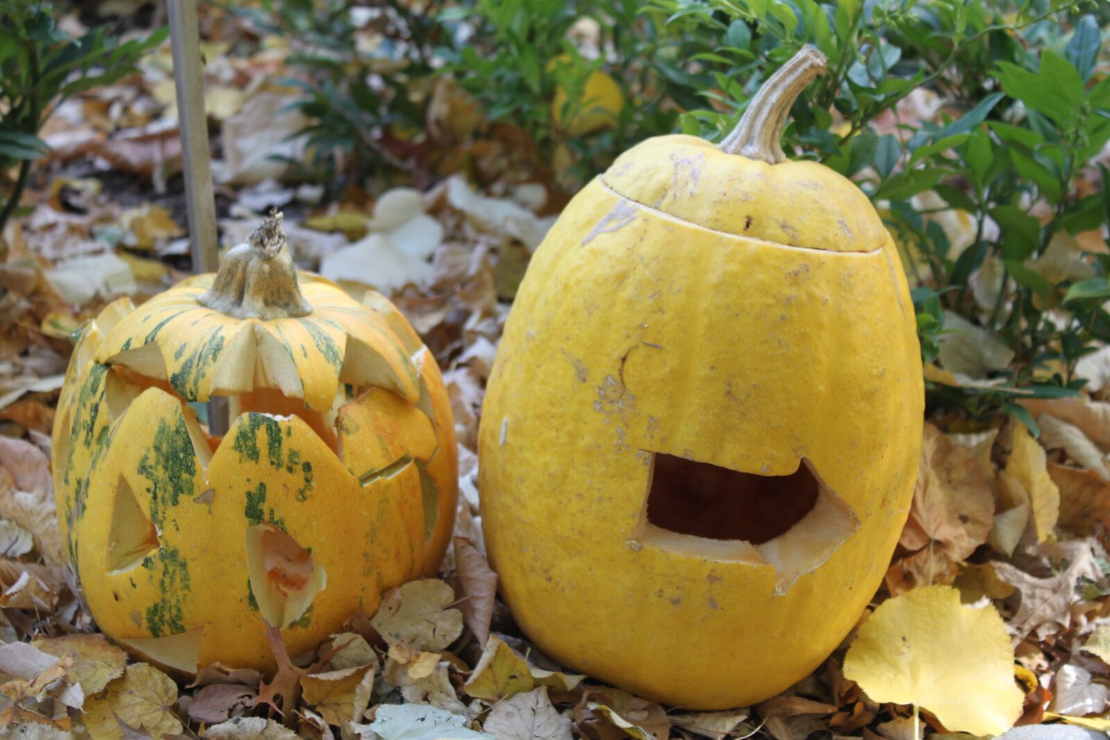 Canon EOS 500D (EOS Rebel T1i / EOS Kiss X3) sample photo. Pumpkins, lanterns, cutting photography