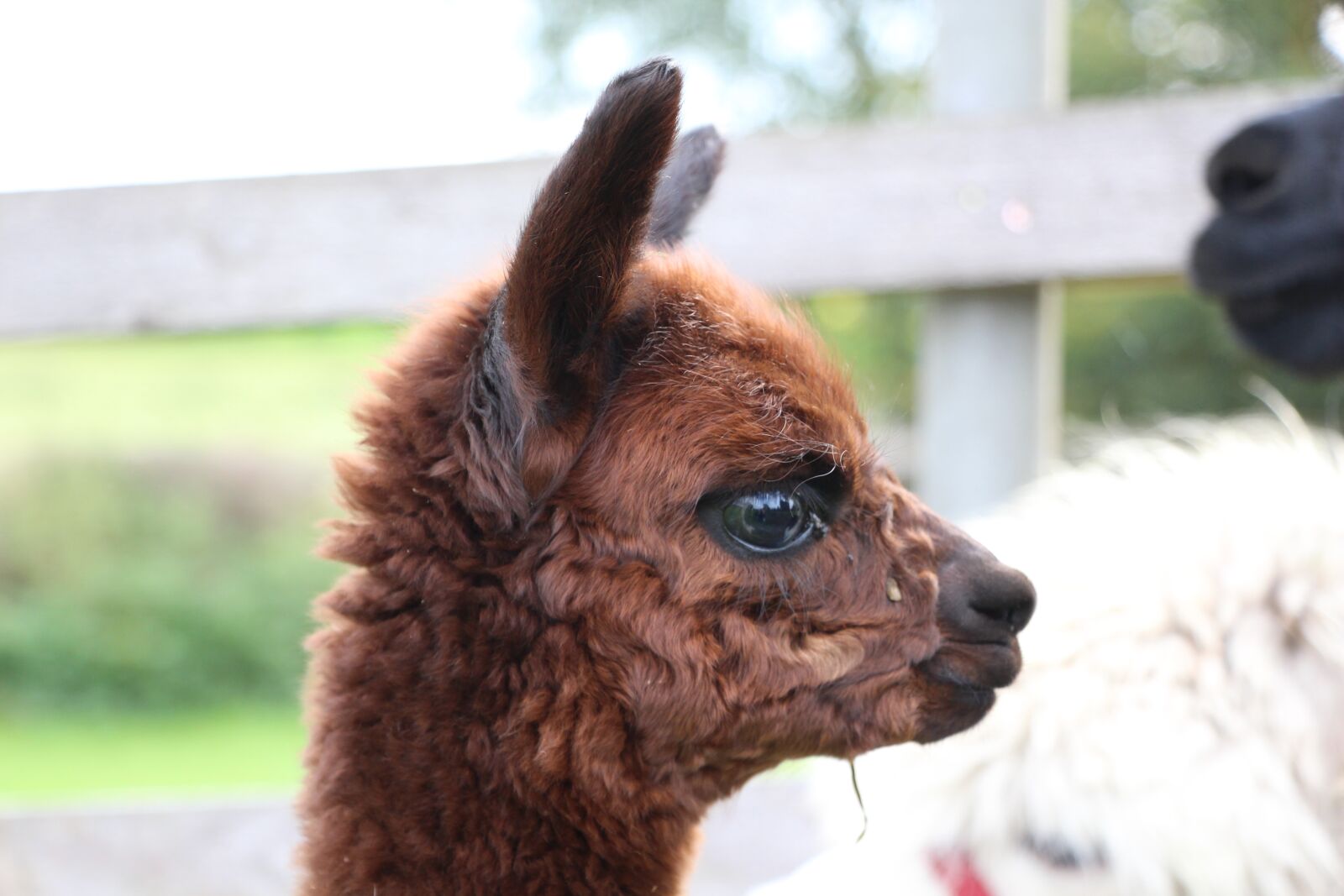 Canon EOS 650D (EOS Rebel T4i / EOS Kiss X6i) sample photo. Alpaca, foal, animal portrait photography