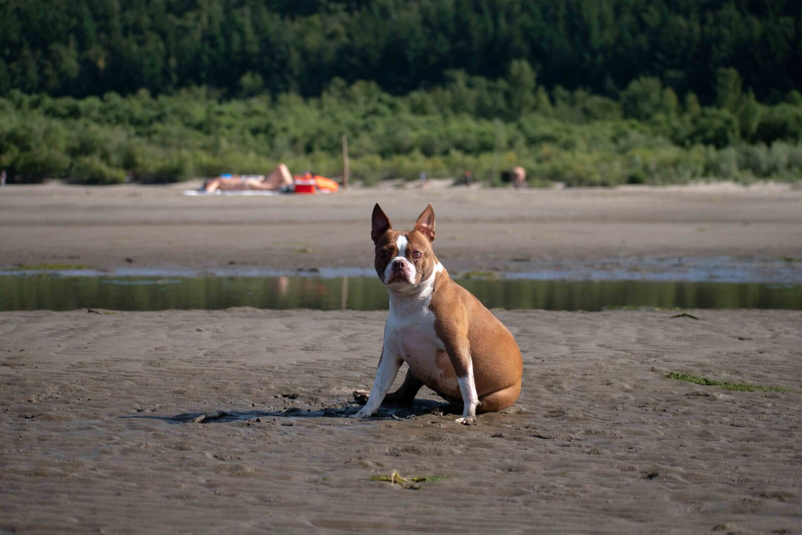 Nikon D3500 sample photo. Dog, animal, puppy photography