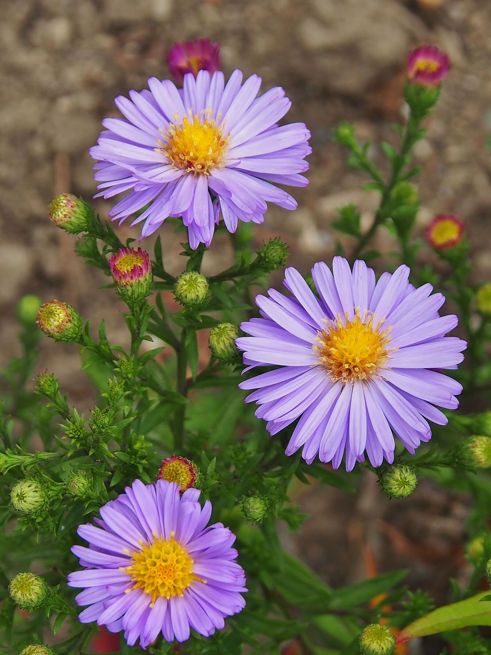 Olympus OM-D E-M5 sample photo. Aster, purple, autumn flower photography